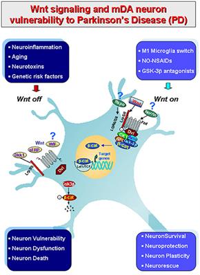 Microglia Polarization, Gene-Environment Interactions and Wnt/β-Catenin Signaling: Emerging Roles of Glia-Neuron and Glia-Stem/Neuroprogenitor Crosstalk for Dopaminergic Neurorestoration in Aged Parkinsonian Brain